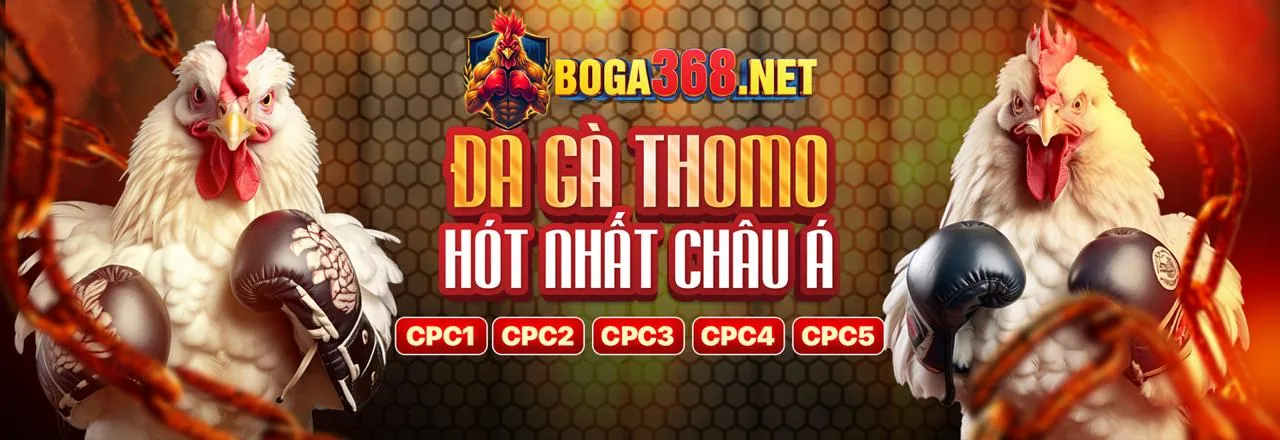 Đá gà trực tuyến xo68 - Các chiến kê đang giao đấu